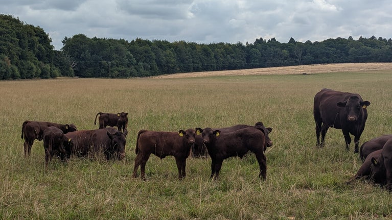 Sussex calves on the Hinton Ampner estate